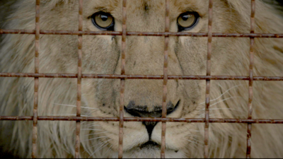 Checkpoint Zoo