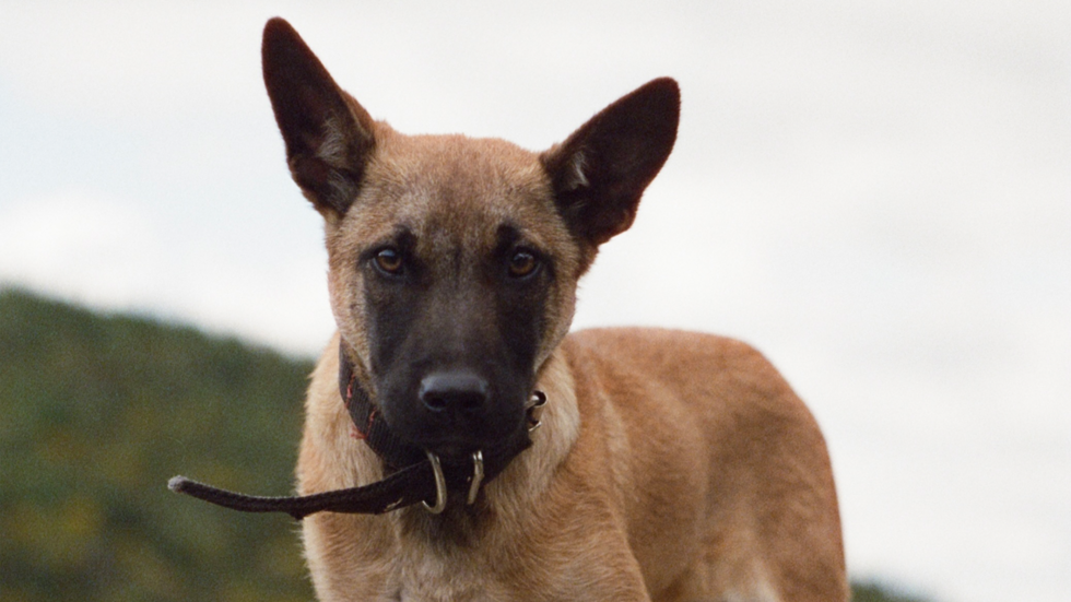 Canine