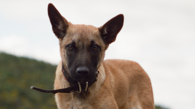 Canine